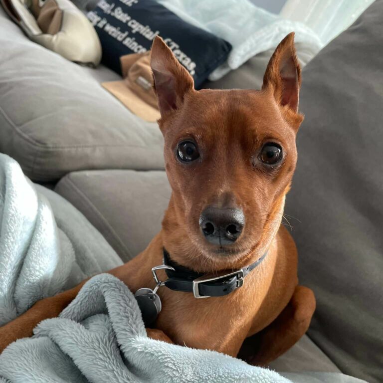 Atticus, the office dog